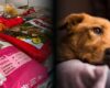 Bogotá ya reunió 3,3 toneladas de alimento para animales afectados por el terremoto: así puede donar