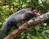 Después de ser rescatados, 12 animales silvestres regresaron a los bosques de Cundinamarca