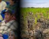 El Niño amenaza al campo: Cundinamarca prueba seguro para 521 pequeños productores