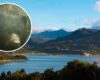 Oso de anteojos y su cría aparecen en las montañas de La Calera: así fueron captados