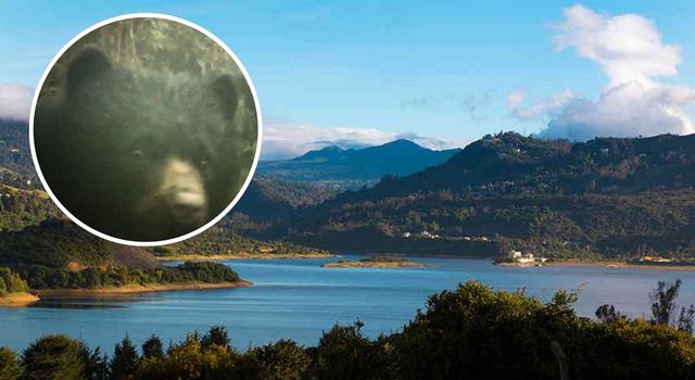 Oso de anteojos y su cría aparecen en las montañas de La Calera: así fueron captados
