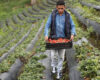 Pequeños productores agrícolas de Cundinamarca tendrán seguro por déficit hídrico