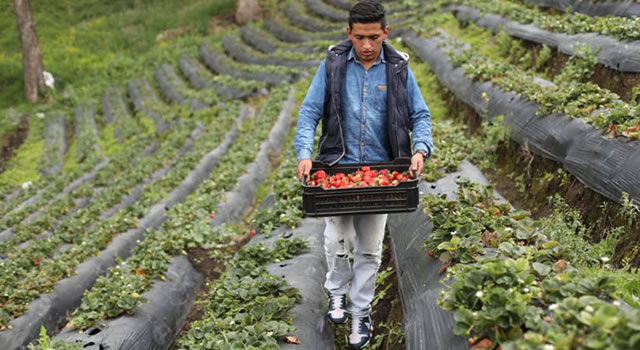 Pequeños productores agrícolas de Cundinamarca tendrán seguro por déficit hídrico