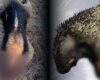 Tragedia entre las llamas: tres animales murieron en incendios forestales de Cundinamarca