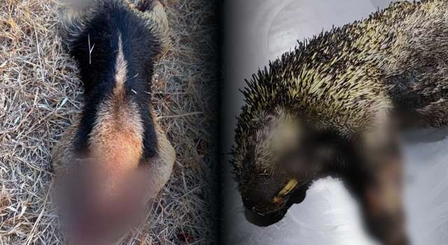 Tragedia entre las llamas: tres animales murieron en incendios forestales de Cundinamarca