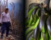 Así quedaron los cultivos tras el incendio en Villeta: productores reportan pérdidas superiores al 50 %