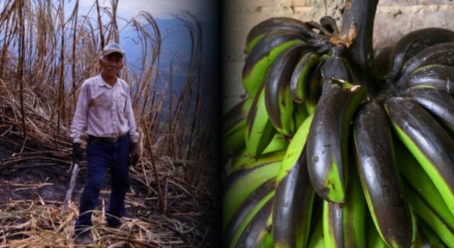 Así quedaron los cultivos tras el incendio en Villeta: productores reportan pérdidas superiores al 50 %