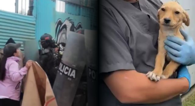 VIDEO | ¿Dónde están los perros y gatos del predio desalojado en Bogotá? Autoridades responden