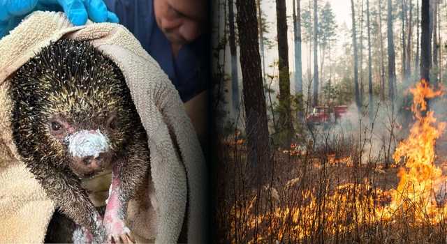 Incendios forestales en Cundinamarca dejan una grave consecuencia para la fauna: 11 animales murieron
