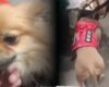 Abandonaron a sus perros en El Dorado: ahora piden una medida contra la pareja
