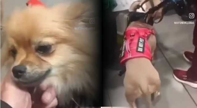 Abandonaron a sus perros en El Dorado: ahora piden una medida contra la pareja