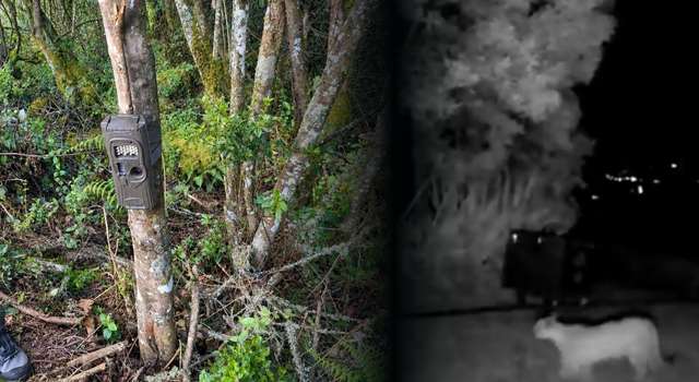 Hay un puma en La Calera: investigan si fue responsable de estos ataques