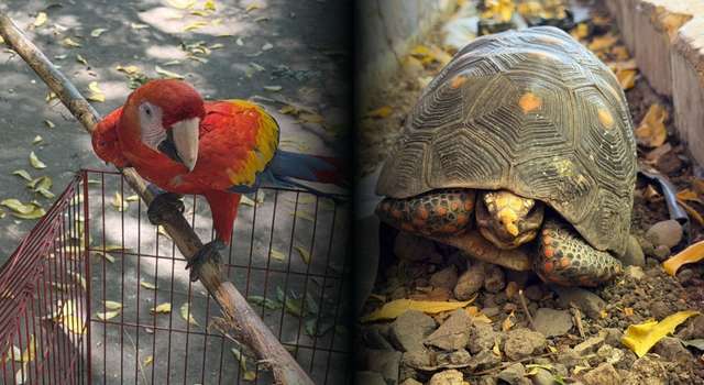 La CAR encontró animales silvestres usados para tomarse fotos con turistas en Cundinamarca