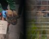 ¿Qué pasó con los perros abandonados en El Dorado? Esto se sabe ahora