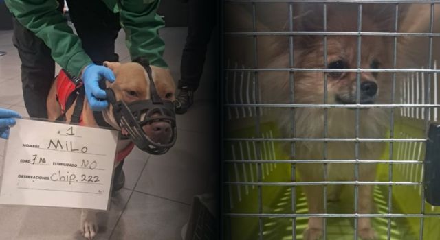 VIDEO | ¿Qué pasó con los perros abandonados en El Dorado? Esto se sabe ahora